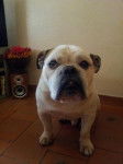 Bulldog Anglais douze ans - Bouledogue Anglais