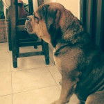 Bruno - Bouledogue Anglais M&acirc;le (2 ans)