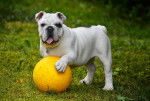 Le Bulldog Anglais - Bouledogue Anglais