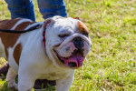 Photo Bouledogue Anglais