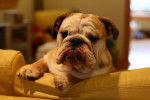Photo Bouledogue Anglais