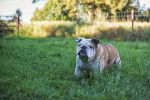Photo Bouledogue Anglais