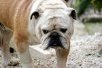 Photo Bouledogue Anglais