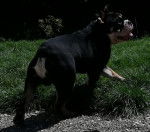 Godzilla - Bulldog Anglais exotique SHRINKABULLS - Bouledogue Anglais M&acirc;le (1 an et 2 mois)