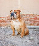 Photo Bouledogue Anglais