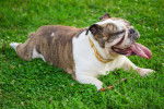 Un Bouledogue Anglais allongé dans l'herbe