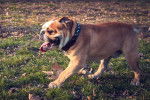 Photo Bouledogue Anglais