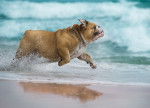 Un Bouledogue Anglais court le long de la mer