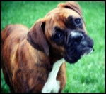 molly - Bouledogue Anglais (3 mois)