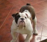 ica - Bouledogue Anglais (5 ans)