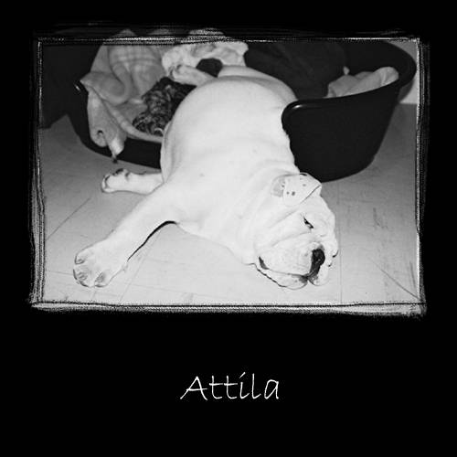 Bulldog anglais _ Attila - Bouledogue Anglais