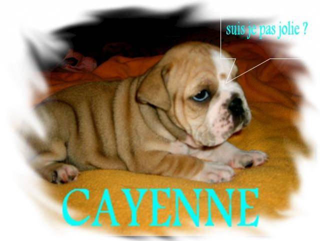 cayenne bulldog anglaise - Bouledogue Anglais