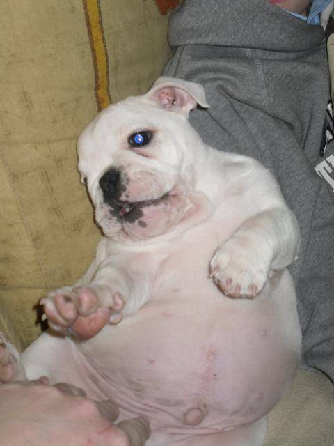 Bulldog Anglais - Edgar - Bouledogue Anglais
