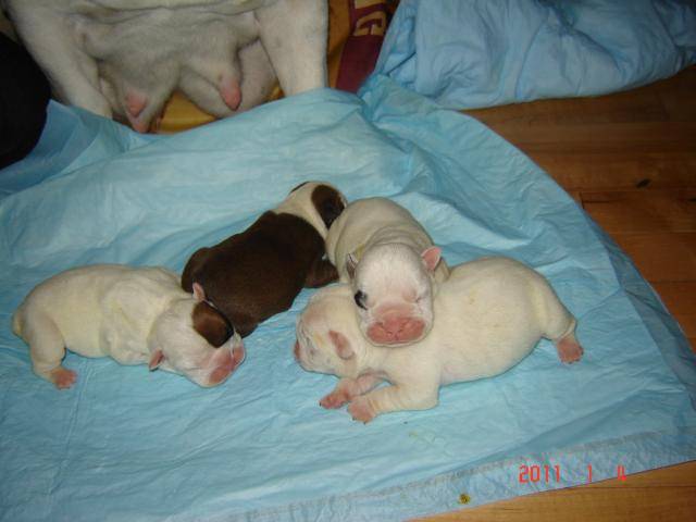 bébé bulldog anglais 2 jours - Bouledogue Anglais