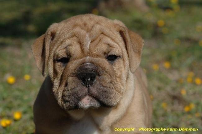 Beau portrait chiot Bulldog Anglais - Bouledogue Anglais