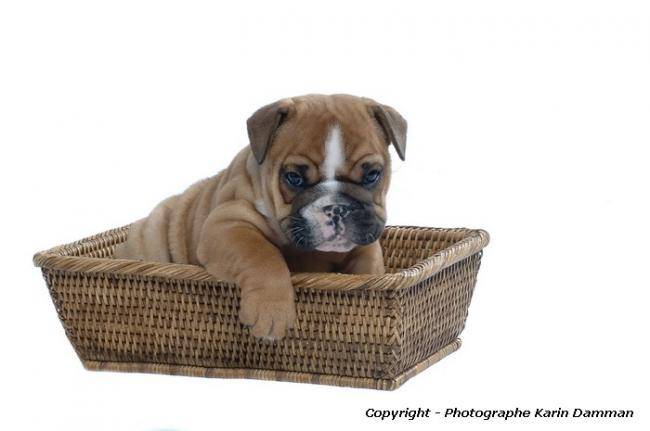Photo chiot Bulldog Anglais - Bouledogue Anglais