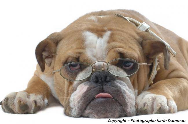 Beau portrait Bulldog Anglais - Bouledogue Anglais