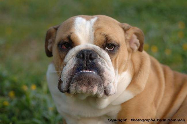 Bulldog Anglais : Karin Damman photographe - Bouledogue Anglais