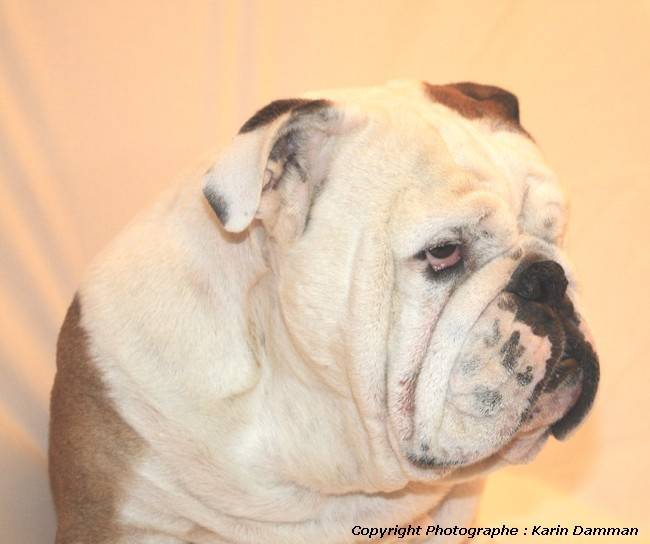 Beau portrait de Bulldog Anglais - Bouledogue Anglais
