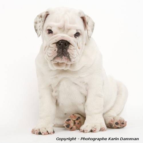 Beau chiot Bulldog Anglais - Bouledogue Anglais
