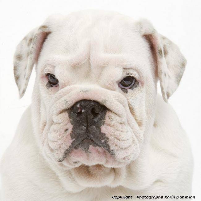 Bulldog anglais - Photo Karine Damman - Bouledogue Anglais