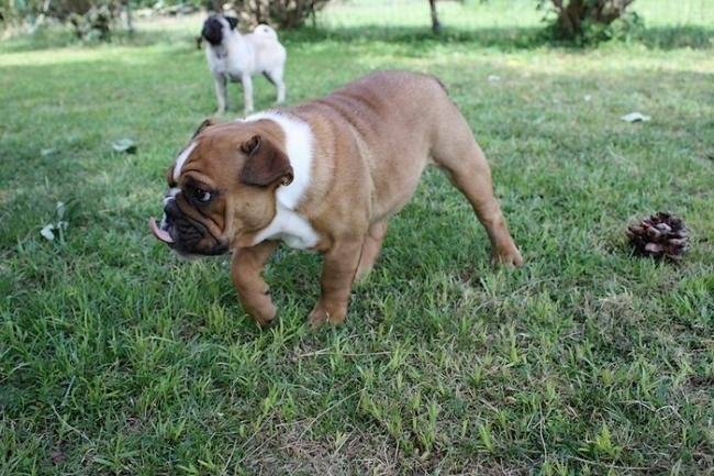 Bulldog anglais : Farfadet 4 mois - Bouledogue Anglais (4 mois)