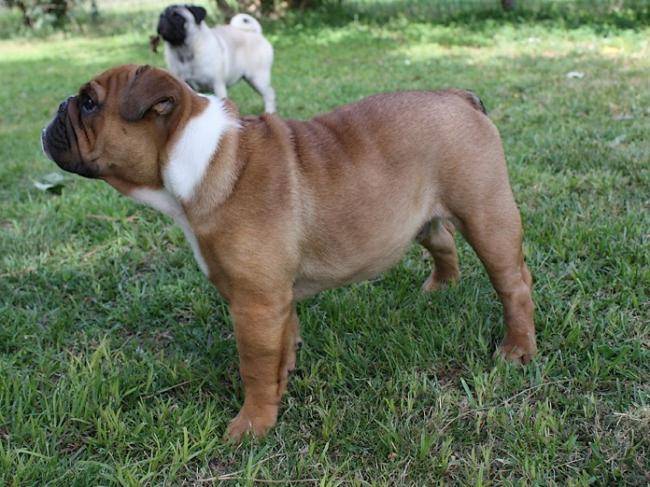 Chiot Bulldog Anglais : Farfadet 4 mois - Bouledogue Anglais (4 mois)