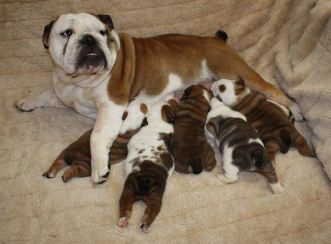 Maman Bulldog Anglais et ses petits - Bouledogue Anglais