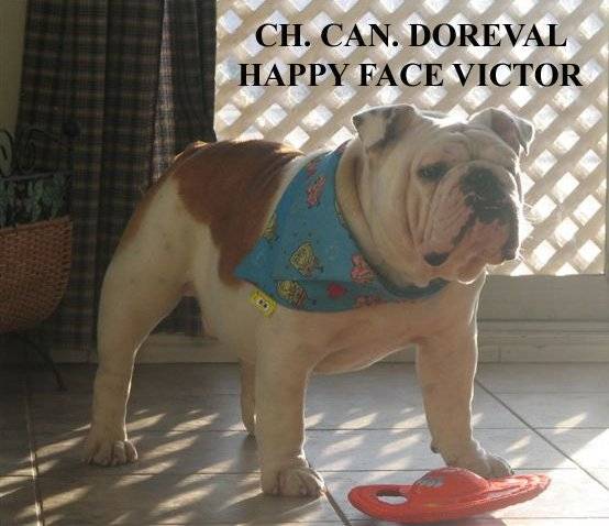 Doreval Happy Face Victor - Bouledogue Anglais - Bouledogue Anglais