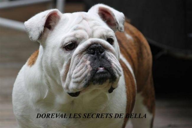 Doreval Les Secrets de Bella - Bouledogue Anglais - Bouledogue Anglais