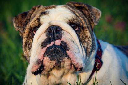 Vu proche de la tête d'un Bouledogue Anglais