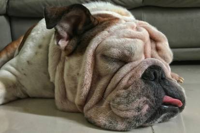 Vue proche d'un Bouledoge Anglais fatigué qui dort sur le sol