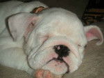 gost - Bouledogue Anglais Mâle (3 mois)