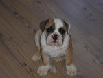 Bulldog Anglais-Bubulle the dog - Bouledogue Anglais