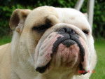 bulldog anglais - Bouledogue Anglais