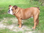 bulldog anglais, al pacino du loch victoria's bulls - Bouledogue Anglais