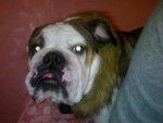 Bulldog Anglais DB - Bouledogue Anglais