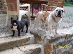 bulldog anglais - Bouledogue Anglais