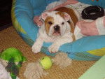 Bulldog Anglais Cliff - Bouledogue Anglais