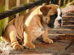 bulldog anglais - Bouledogue Anglais