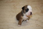 Chiot Bulldog Anglais - Bouledogue Anglais