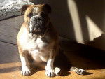 Photo Bouledogue Anglais
