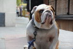 Photo Bouledogue Anglais