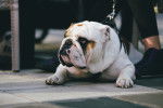 Photo Bouledogue Anglais