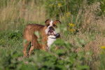 Photo Bouledogue Anglais