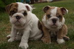 Photo Bouledogue Anglais