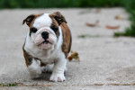 Photo Bouledogue Anglais