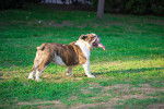 Photo Bouledogue Anglais