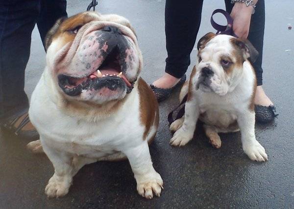 harley - Bouledogue Anglais Femelle (4 mois)