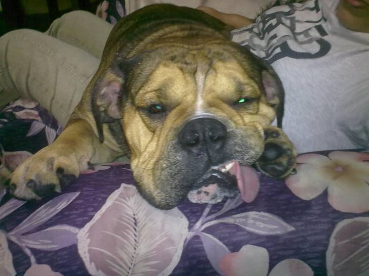 Bruno - Bouledogue Anglais Mâle (3 ans)